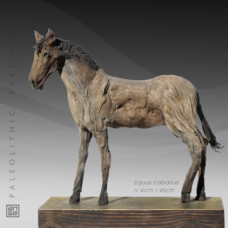 EQUUS CABALLUS