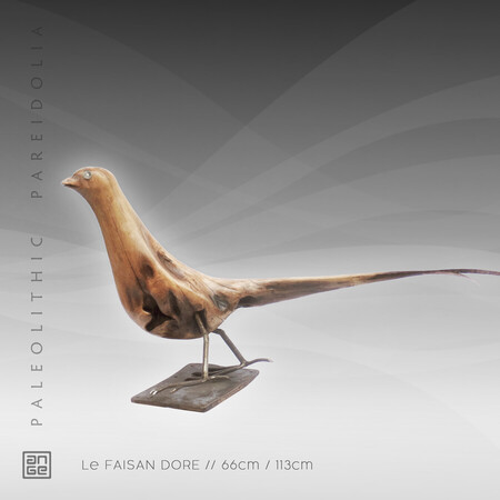 Le FAISAN DORE