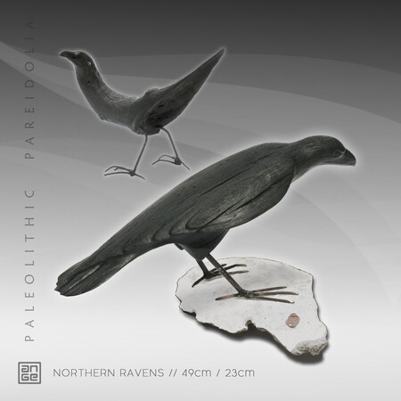 NORTHERN RAVEN