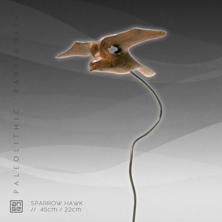 SPARROW HAWK